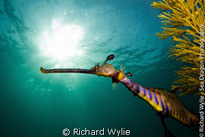 Weedy Seadragon (Phyllopterix taeniolatus) coming out fro... by Richard Wylie 